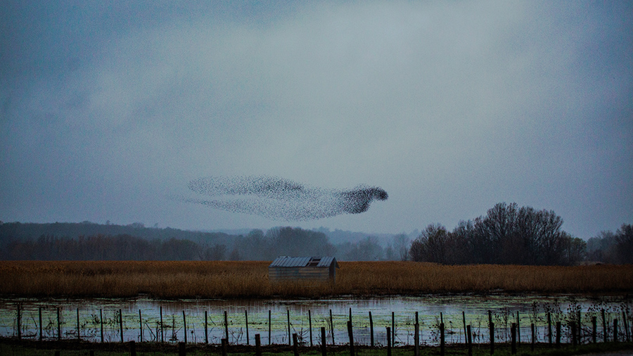Avec le ciel et les oiseaux