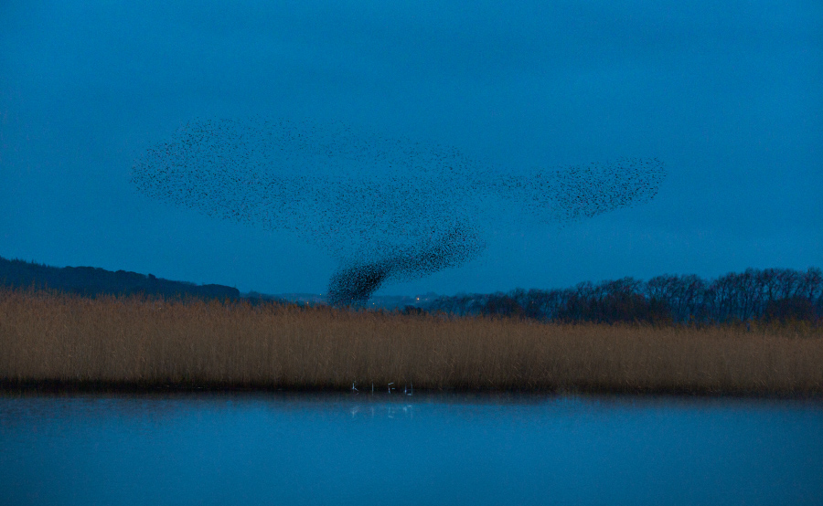 bleusrefuges