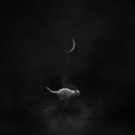 02_Felis Catus 