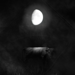 05_Bos Taurus 