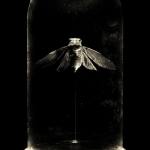 Lyristes Plebejus 
