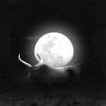 10_Taurus Evanescus 