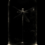 12b Calopteryx Splendens 