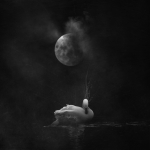 12_Cygnus 