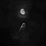 13_Aves Silentii 