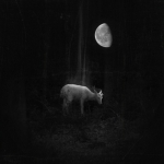 14_Capreolus 