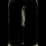 24b - Scolopendra cingulata 