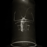 Acrocinus longimanus 