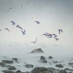 La revanche des oiseaux 