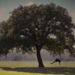 Strange Fruit 