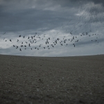Transhumance 